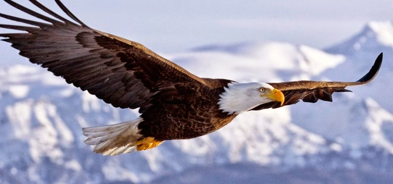 Características del águila