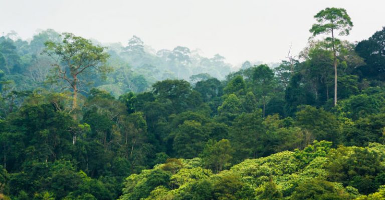 Características del bosque tropical