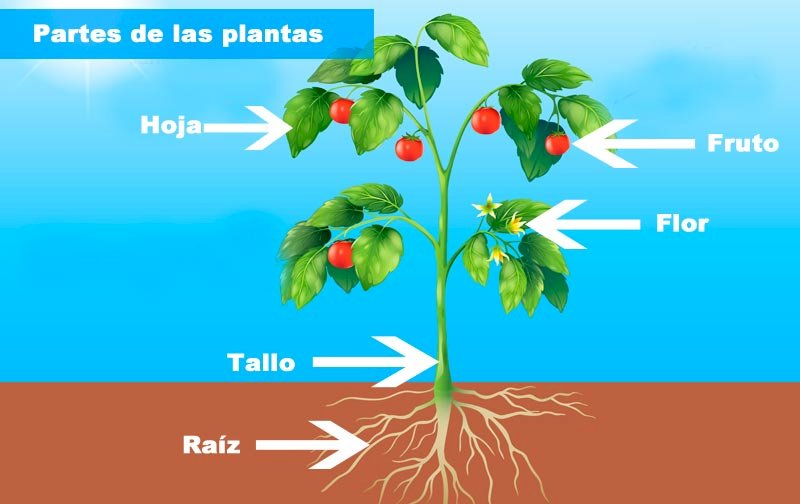 Características Del Reino Plantae