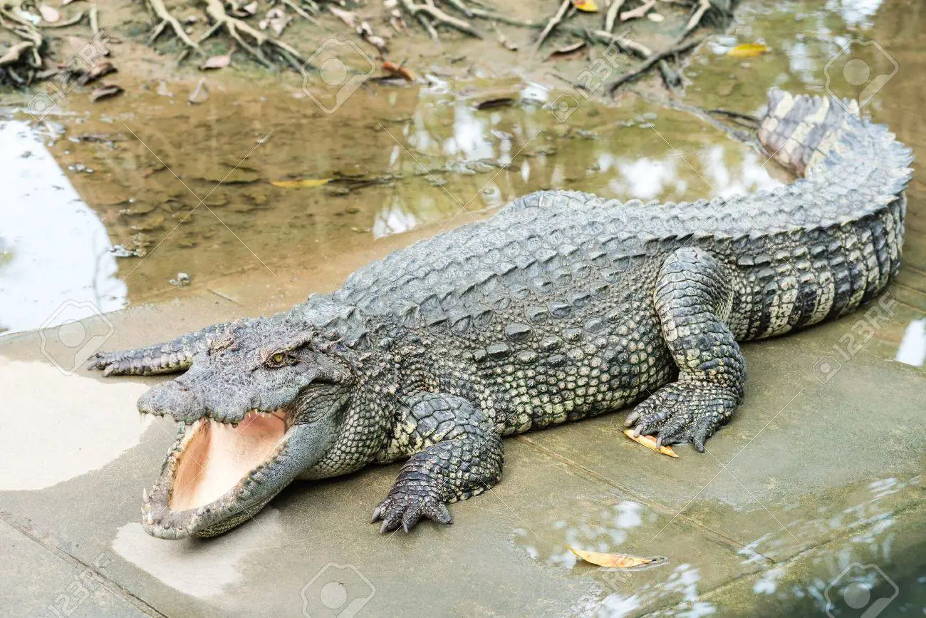 Características del Cocodrilo - Animales