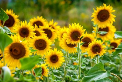 Características de un girasol