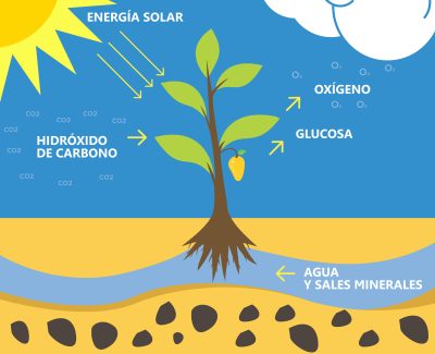 Proceso de la fotosintesis