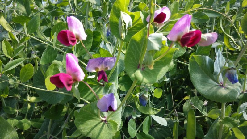 ¿Cuáles Son Las Características Del Reino Vegetal?